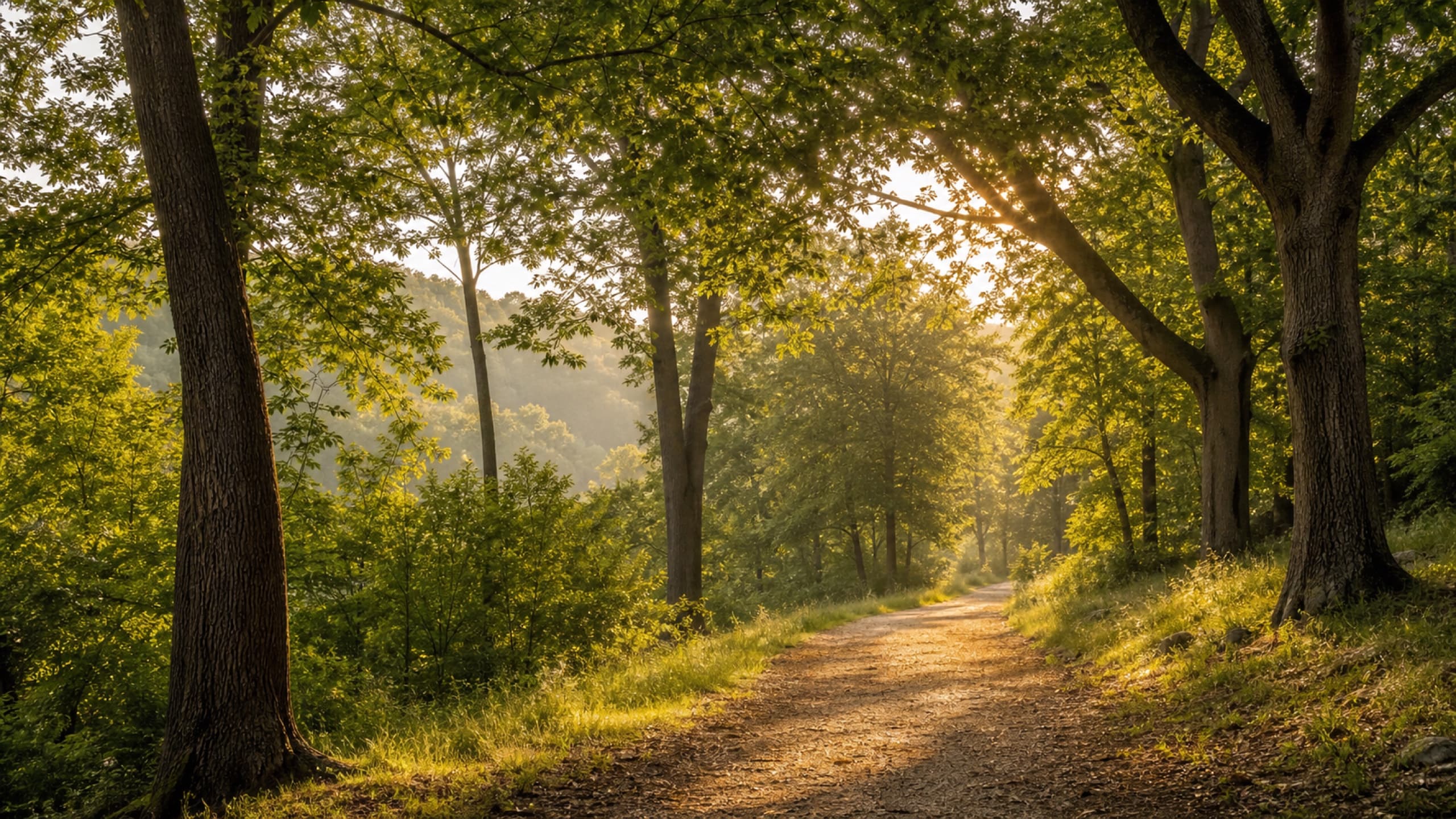 A quiet forest path in soft morning light.